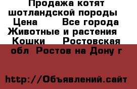 Продажа котят шотландской породы › Цена ­ - - Все города Животные и растения » Кошки   . Ростовская обл.,Ростов-на-Дону г.